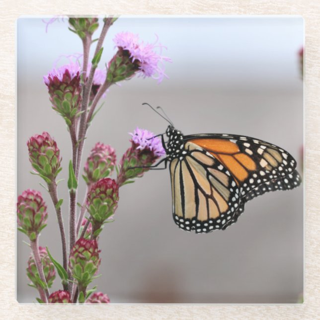 Monarch Glass Coaster (Front)