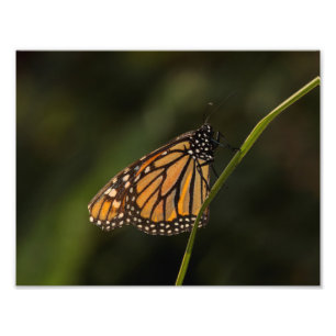 Monarch illuminated photo print