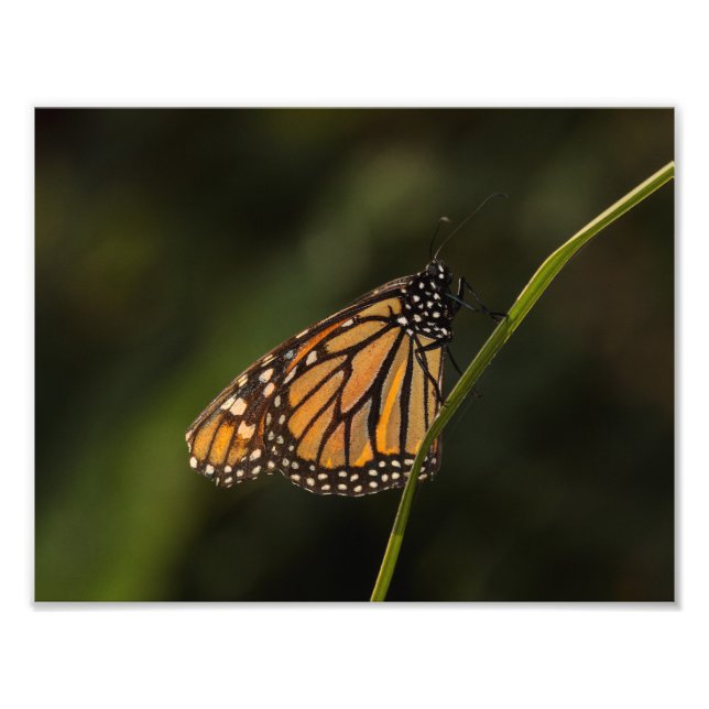 Monarch illuminated photo print (Front)