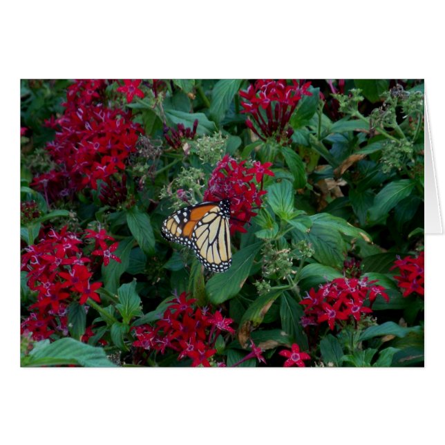 Monarch in Motion (Front Horizontal)