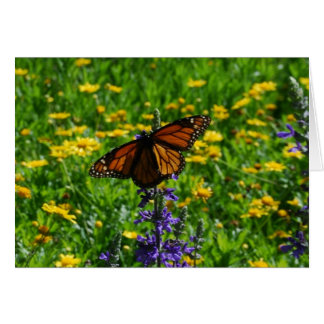Monarch in the Meadow