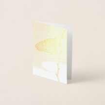 Monarch in the Morning Light