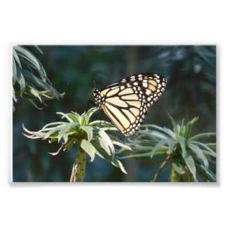 Monarch In Waiting Photo Print