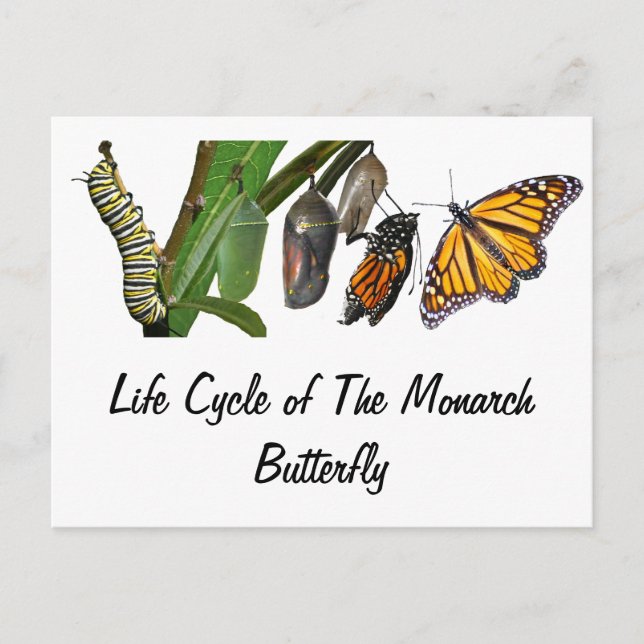MONARCH LIFE CYCLE POSTCARD (Front)