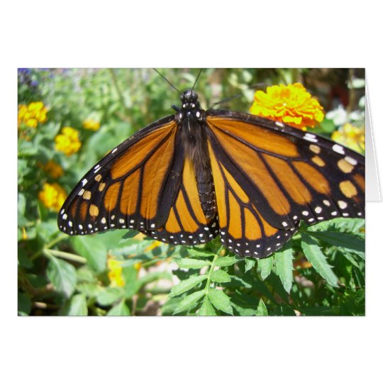 Monarch Majesty (4) Greeting Card