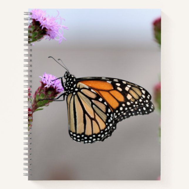 Monarch Notebook (Front)