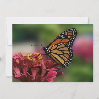 Monarch On A Zinnia - Flat Greeting Card