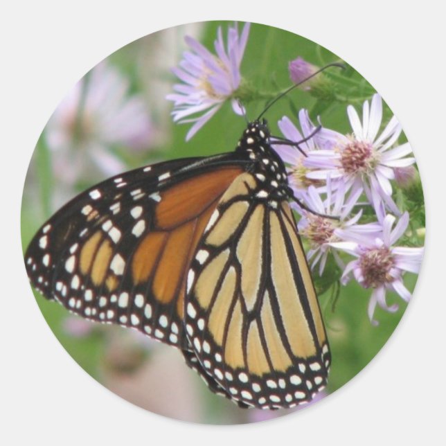Monarch on Asters Sticker (Front)