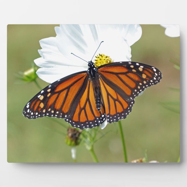 Monarch on Cosmos Plaque (Front)