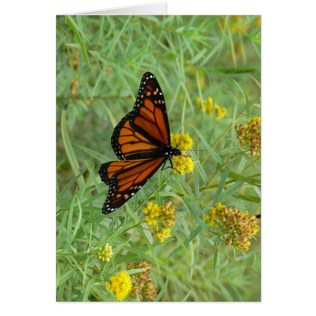 Monarch on Goldenrod (Front)