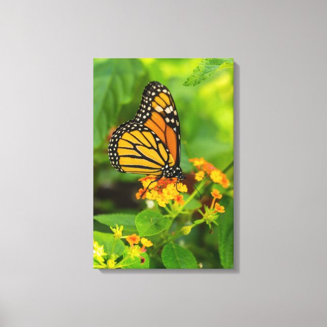 Monarch On Lantana Canvas Print (Front)