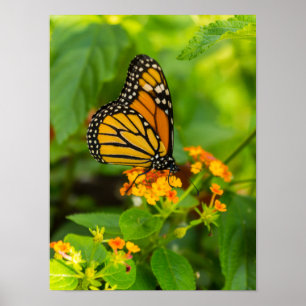 Monarch On Lantana Poster
