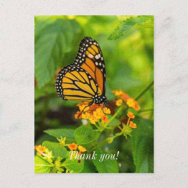 Monarch On Lantana Thank You Postcard (Front)