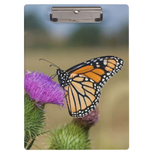 Monarch on pasture Thistle Prairie Ridge Clipboard (Front)