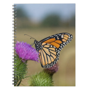 Monarch on pasture Thistle Prairie Ridge Notebook