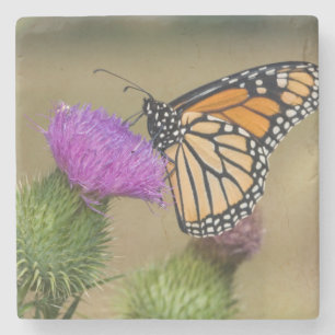 Monarch on pasture Thistle Prairie Ridge Stone Coaster