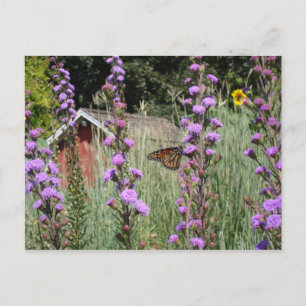 Monarch on the Iowa prairie Postcard