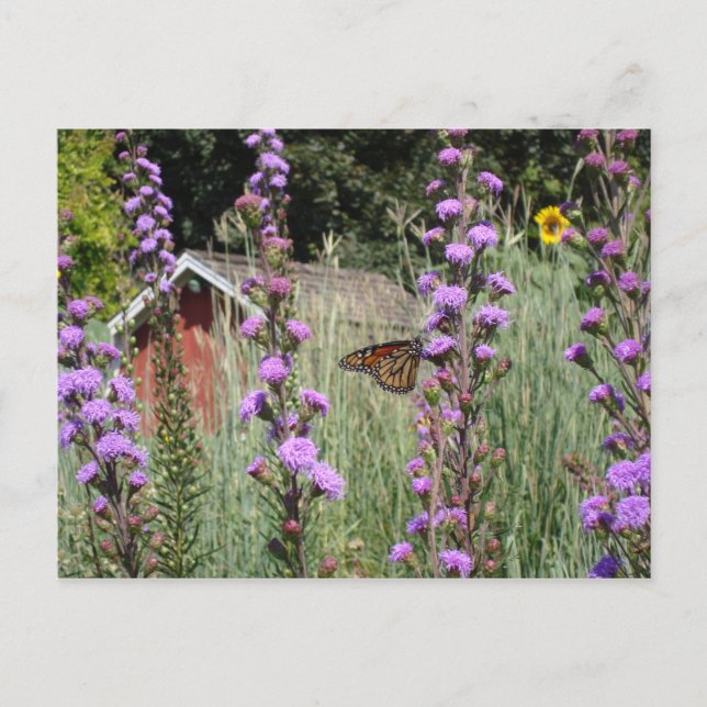 Monarch on the Iowa prairie Postcard (Front)
