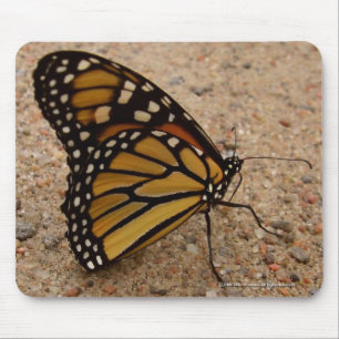 Monarch On The Road Mouse Mat
