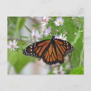 Monarch on Wild Asters Postcard
