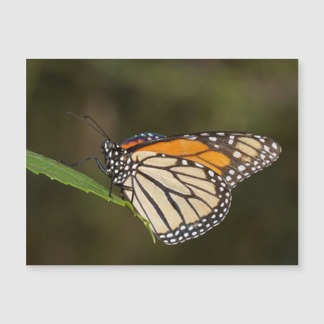 Monarch perched on a leaf (Front)