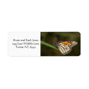Monarch perched on a leaf