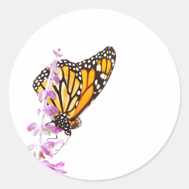 Monarch perched on lavender classic round sticker (Front)