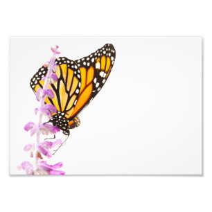 Monarch perched on lavender photo print
