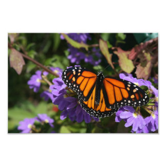 Monarch Photo Print