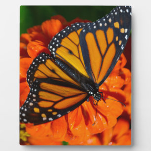 Monarch Plaque
