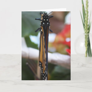 Monarch Posed Card