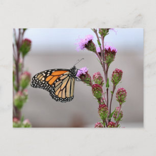 Monarch Postcard