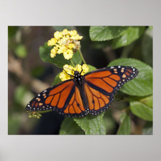 Monarch Print