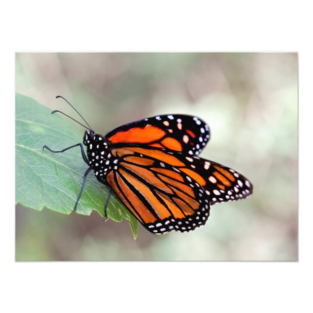 monarch resting on a leaf photo print (Front)