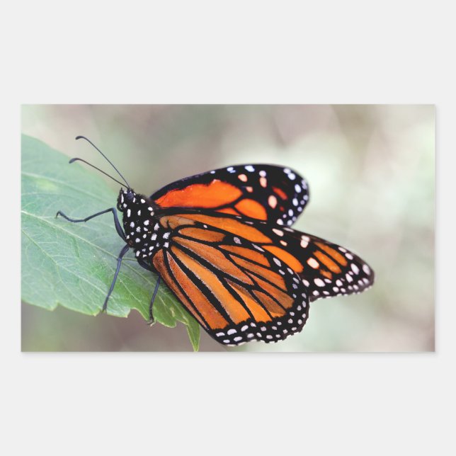 Monarch resting rectangular sticker (Front)