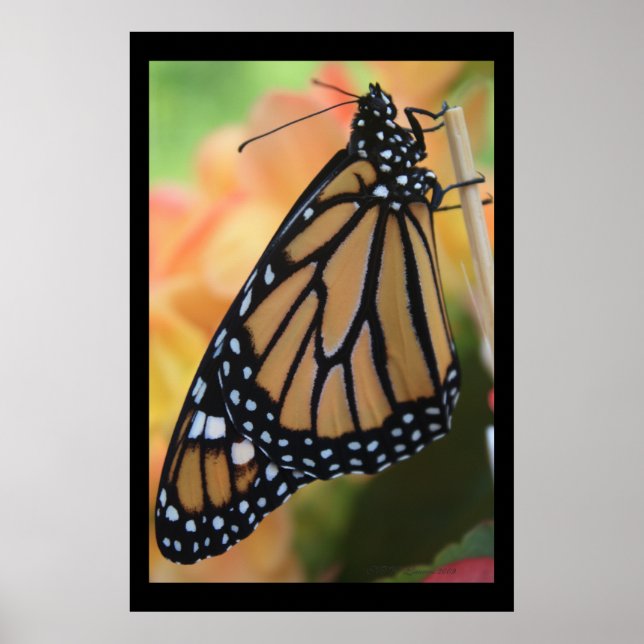 Monarch Royal Poster (Front)