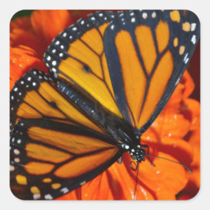 Monarch Square Sticker