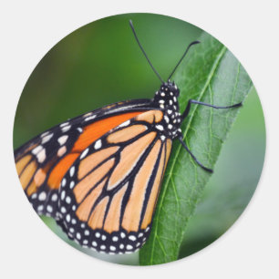 Monarch Sticker