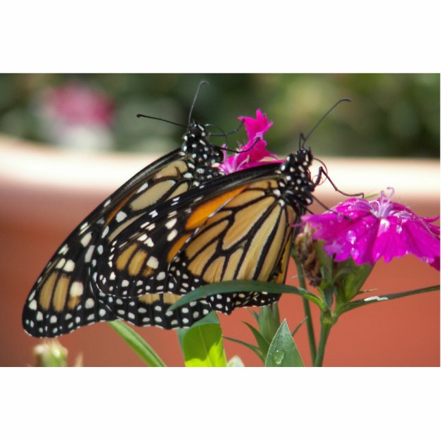 Monarch Twins #1-photo sculpture Standing Photo Sculpture (Front)