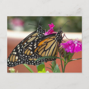 Monarch Twins #1-postcards Postcard