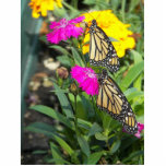 Monarch Twins #2-photo sculpture Standing Photo Sculpture<br><div class="desc">Beautiful twin Monarch butterflies just born. Resting on pink marigold flower. Nature at it's best. Colourful wildlife monarch butterfly picture for spring and summer gifts.  © Copyright photo by Debra Carr</div>