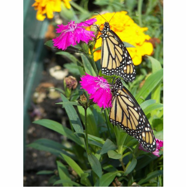 Monarch Twins #2-photo sculpture Standing Photo Sculpture (Front)