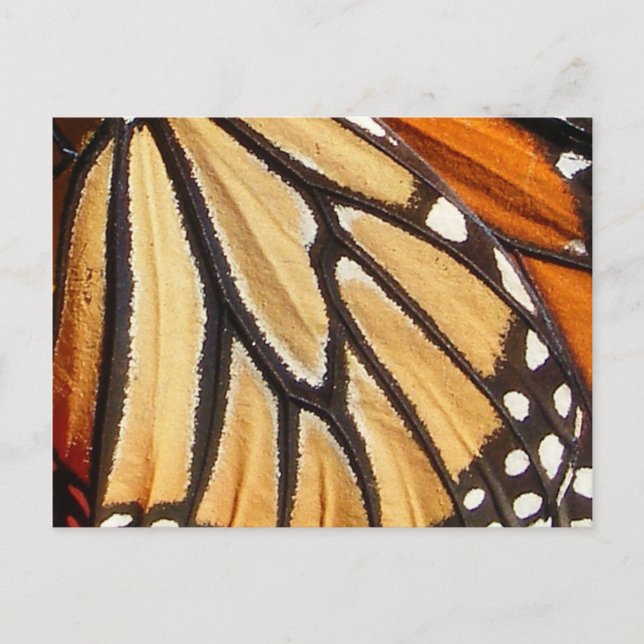 Monarch Wing ~ postcard (Front)