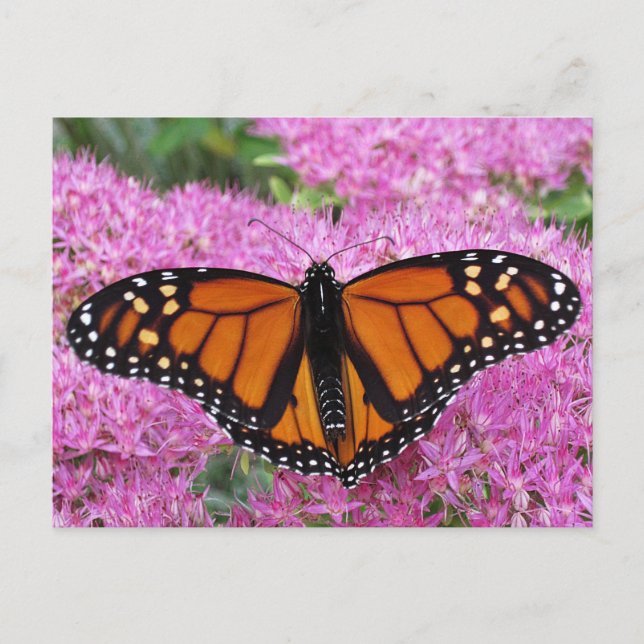 Monarch Wings on Pink - Butterfly Postcard (Front)