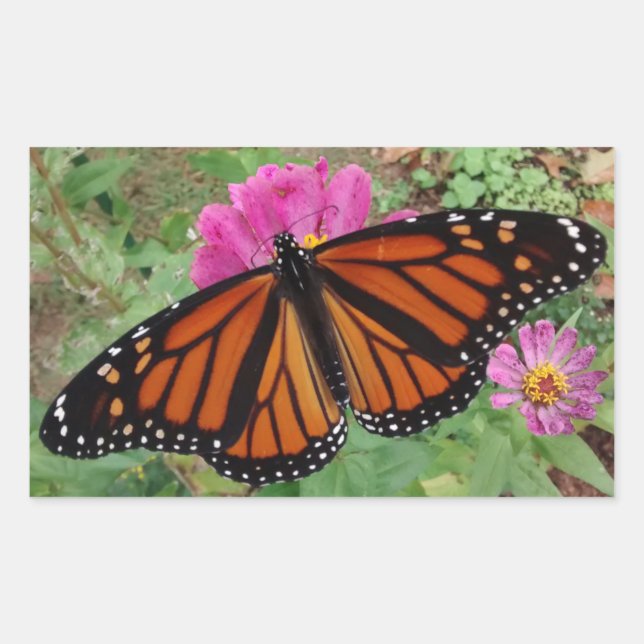 Monarch with Wings Outspread on Pink Zinnia Rectangular Sticker (Front)