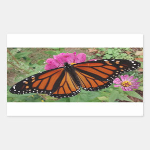 Monarch with Wings Outspread on Pink Zinnia Rectangular Sticker