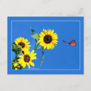 Monarch With Yellow and Blue Postcard
