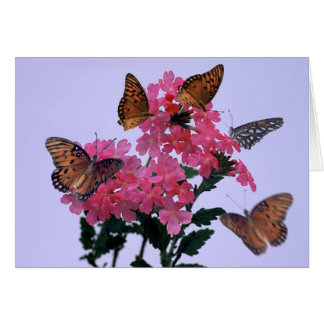 Monarchs and Pink Penta