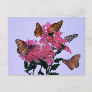 Monarchs and Pink Penta Postcard