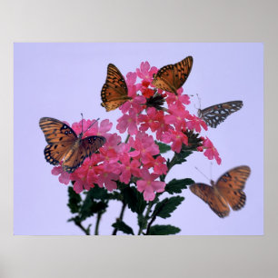 Monarchs and Pink Penta Poster